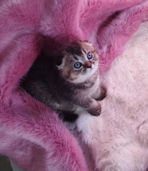 Шотландский котёнок.