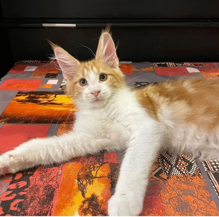 Продам кота -породы мейн-кун