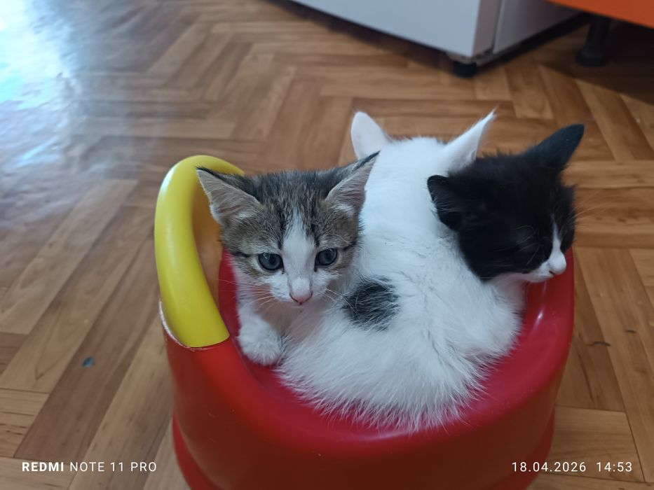 Отдам котят в добрые руки