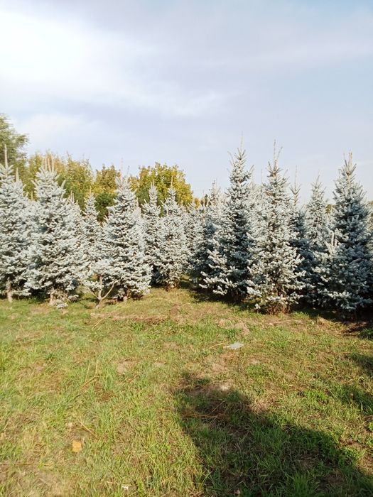 Ёлки  крупномеры