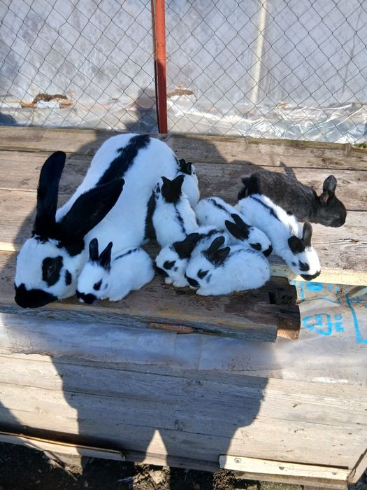 Iepurași fluture german disponibili în Țigănești