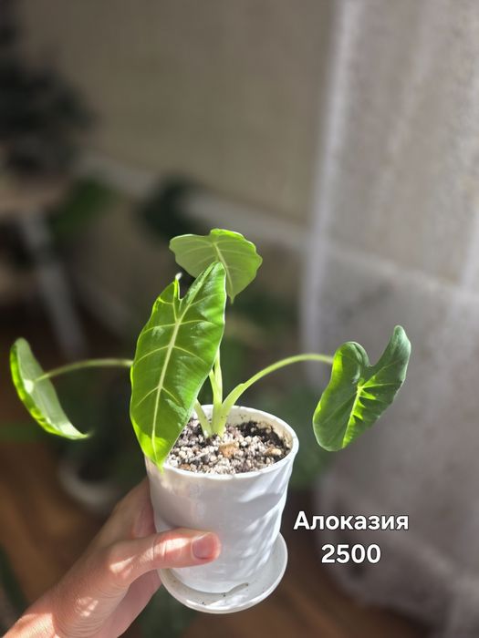 Комнатные растения