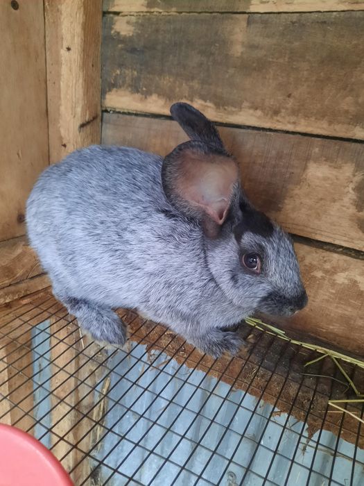 Кролики Полтавское серебро