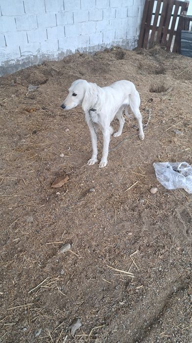 Тазы сатылады ұрғашы