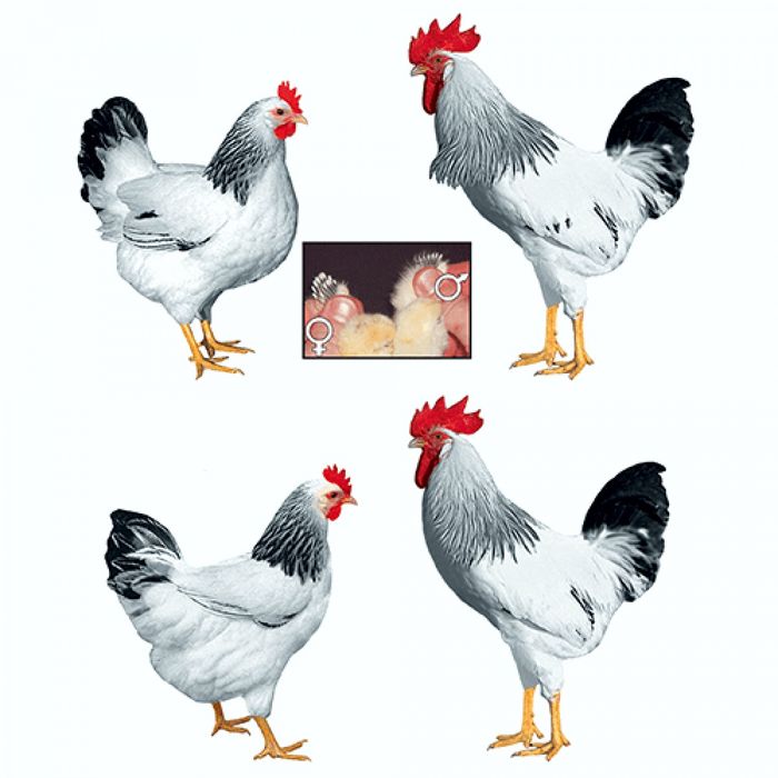 Tuxum va goʼsht uchun