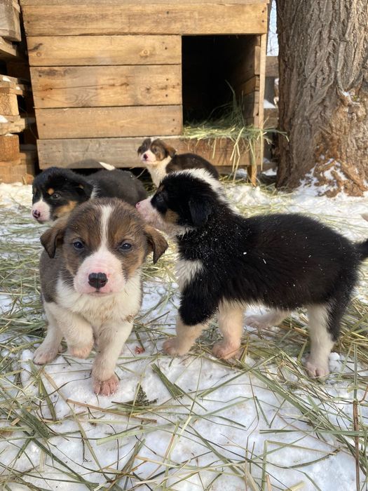 Продам здоровых щенков