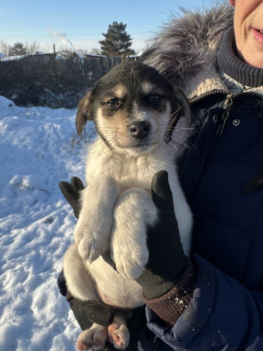 Щенок мальчик вакцинированый