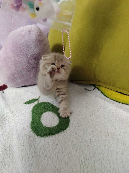 Продам замечательных вислоухих котят