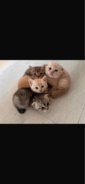 продам котят британцев