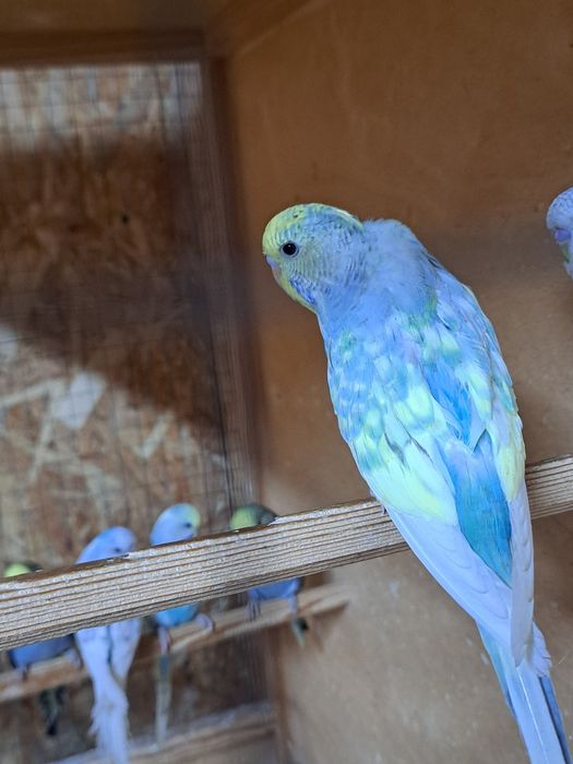 Выстовачные папугаи