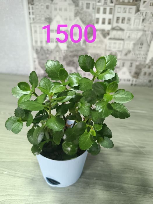 Подам недорого цветы