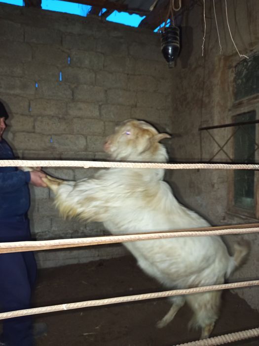 Така зотдор, эчкилар ва боллари, бугаз эчкилар. Барчаси зотдор.