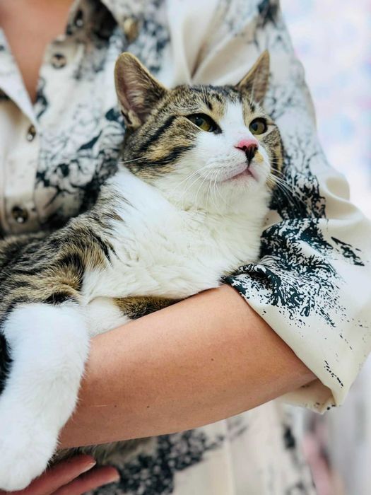 Коте Рио търси своя дом