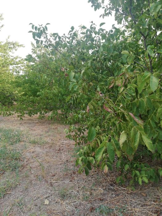 Продава се Земеделски имот в с. Калипетрово, Област Силистра -  кв.м за 5100 €/дка - Снимка #6