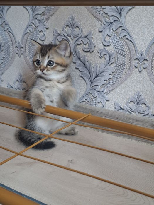 Zalatistaya shinshila  serebristaya shinshil murojat uchun