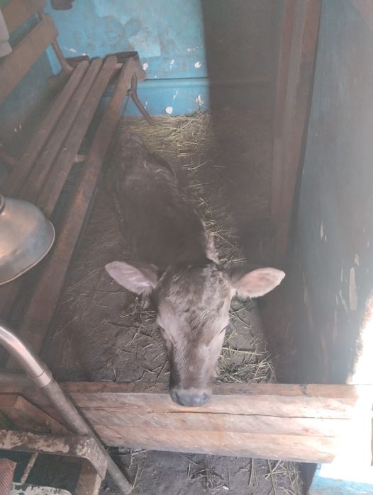 Продам корову первотелка