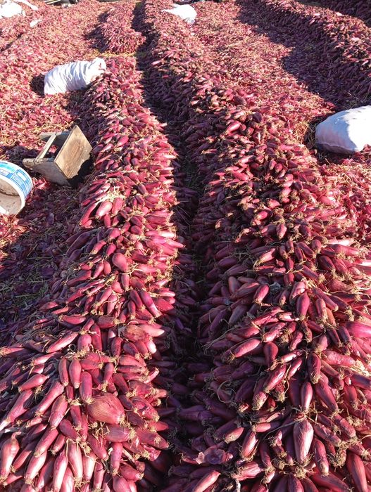 Ceapa de apa de vanzare