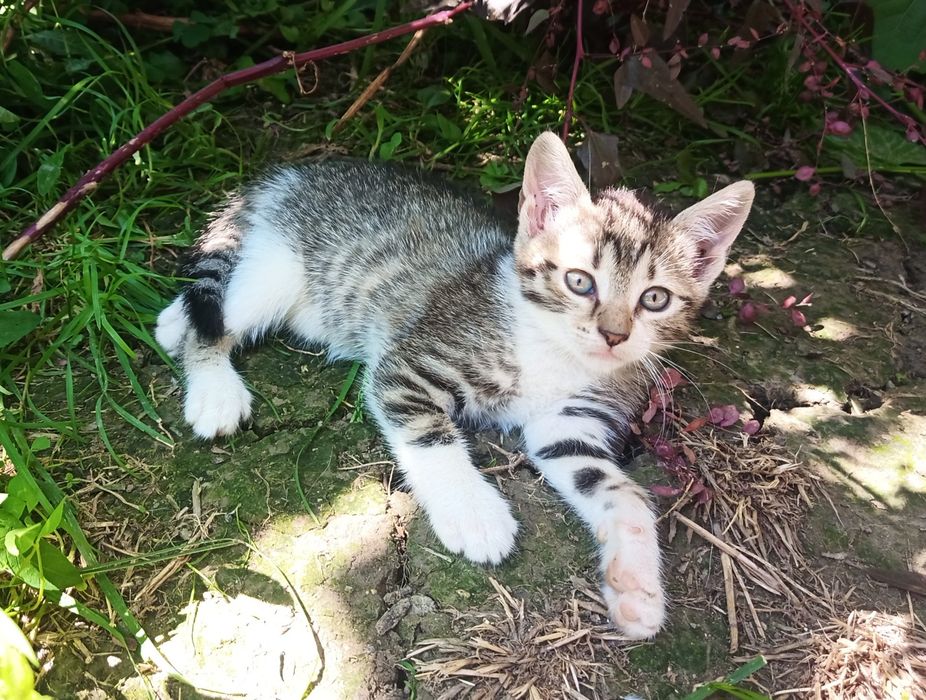 Pisici / pisoi spre adopție
