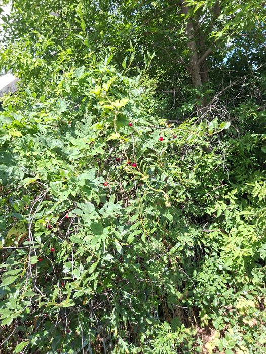 Продам дачу,7 соток.