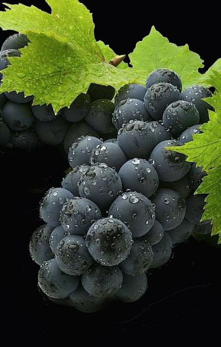 Butasi vita de vie nealtoita hibrid