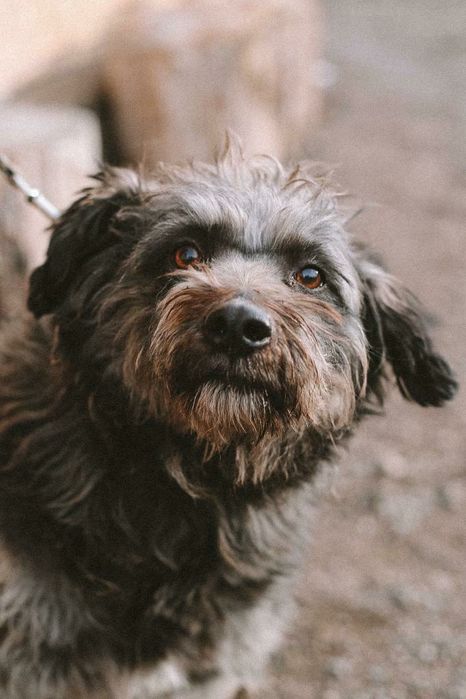 Отдам в добрые руки