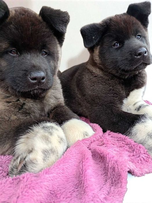 Акиты, рассрочка Каспий, с документами