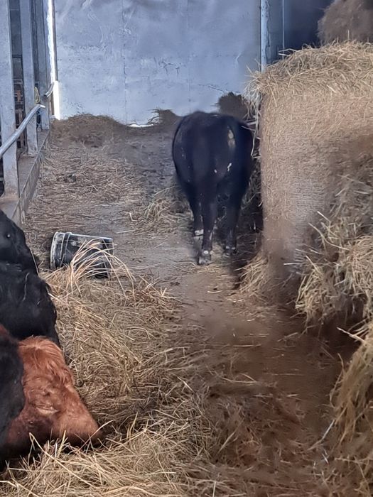 Vitei ,angus, Vițele ,de carne
