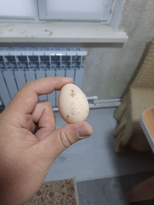 Яйцо на инкубатор
