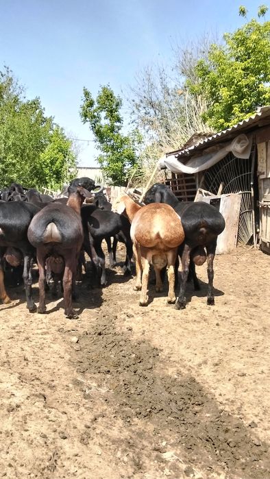 Кисары кошкар сатлады