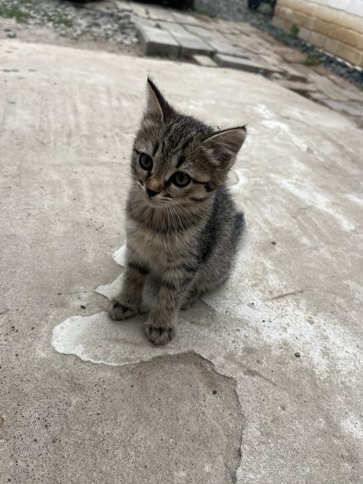 Кошка с девочкам бесплатно дам