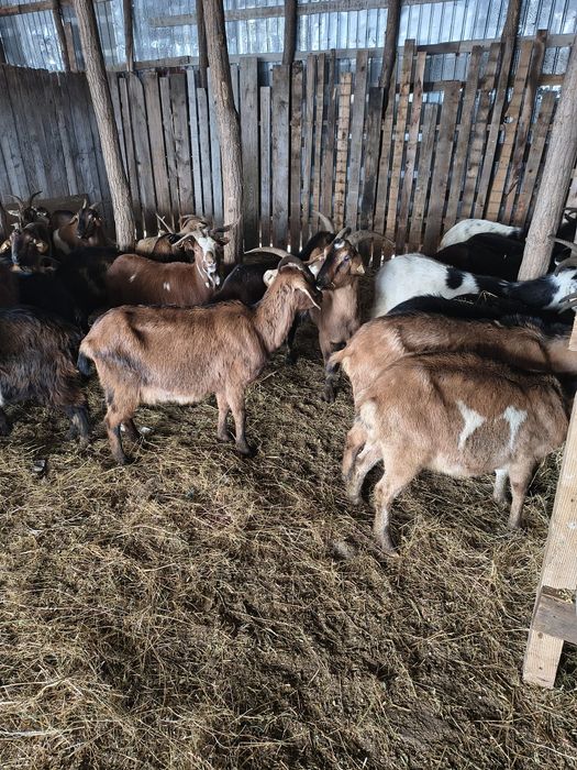 Capre metis de alpina