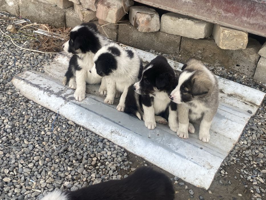 Бесплатно щенки в хорошие руки