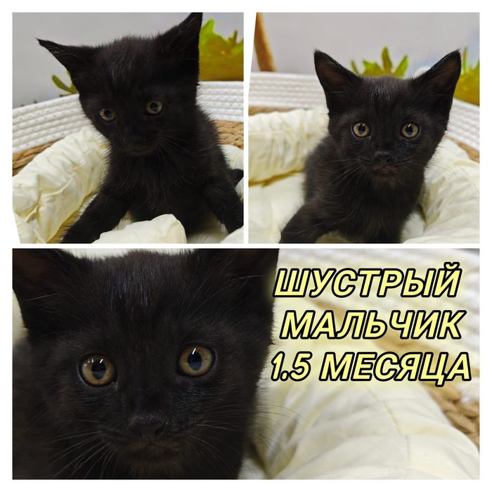 Отдаю котят даром