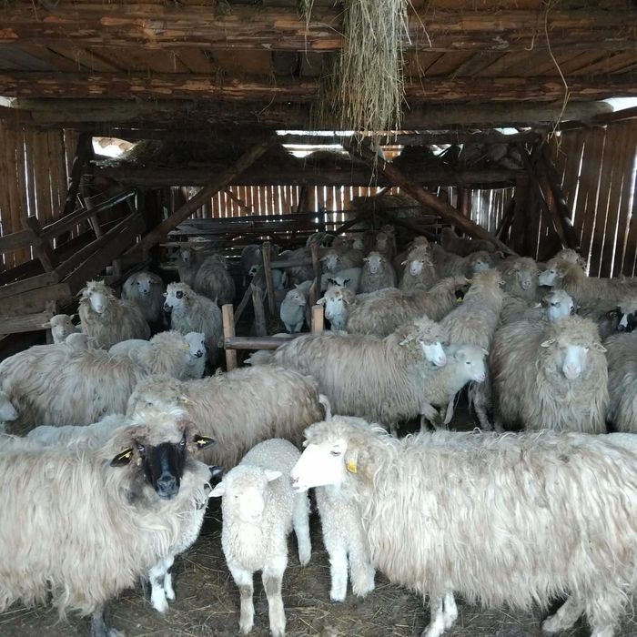 Vand 50 de oi cu miei