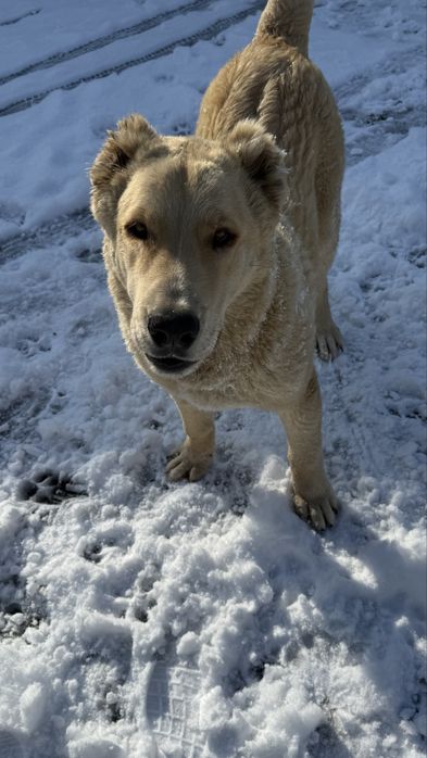 Кушік 7 айлық Паспорттыда бар