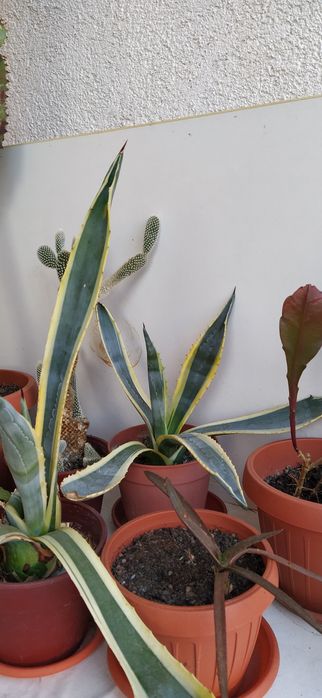 Vând cactus Euforbia și Agava americană