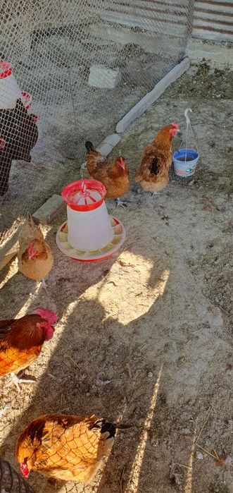 Sussex galben Familie