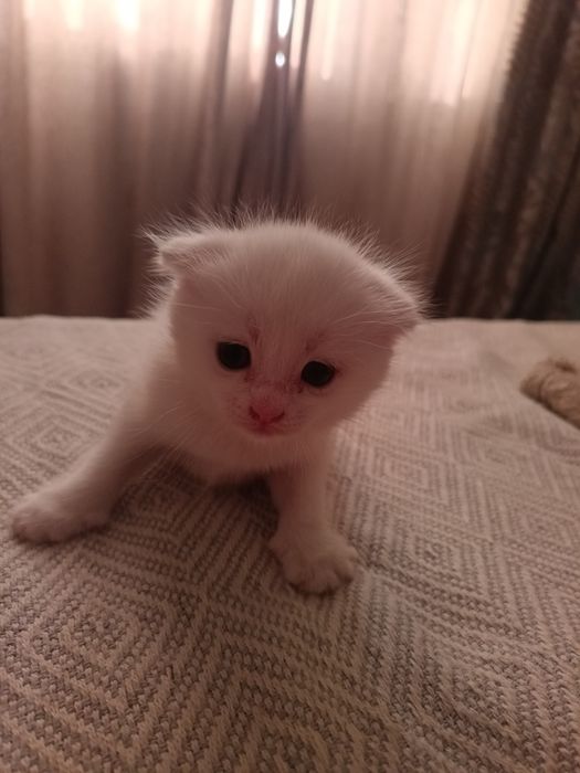 Котята только в добрые руки!