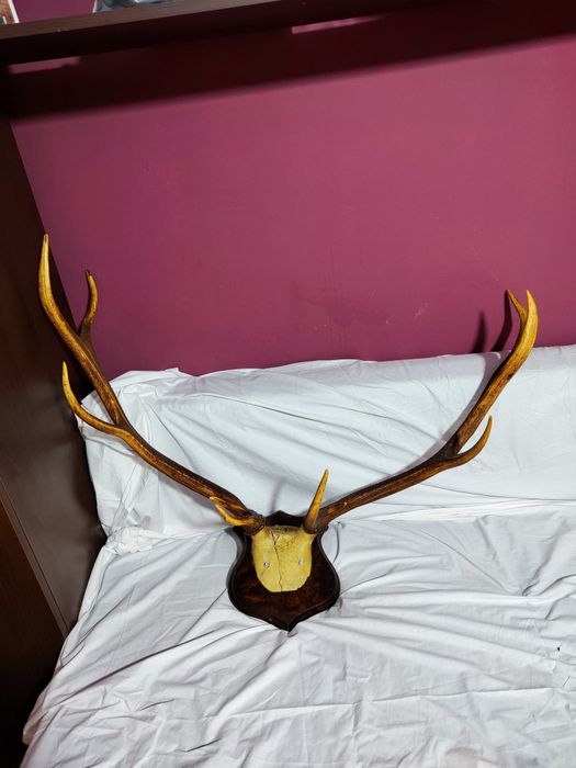 Vând coarne, trofee de cerb