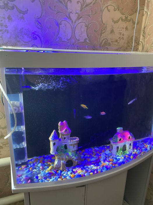 Продается аквариум akavarium sotiladi baliqlari bilan