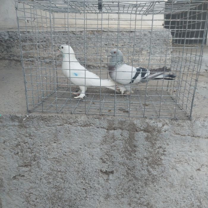 Бели такла самец тяга винтом