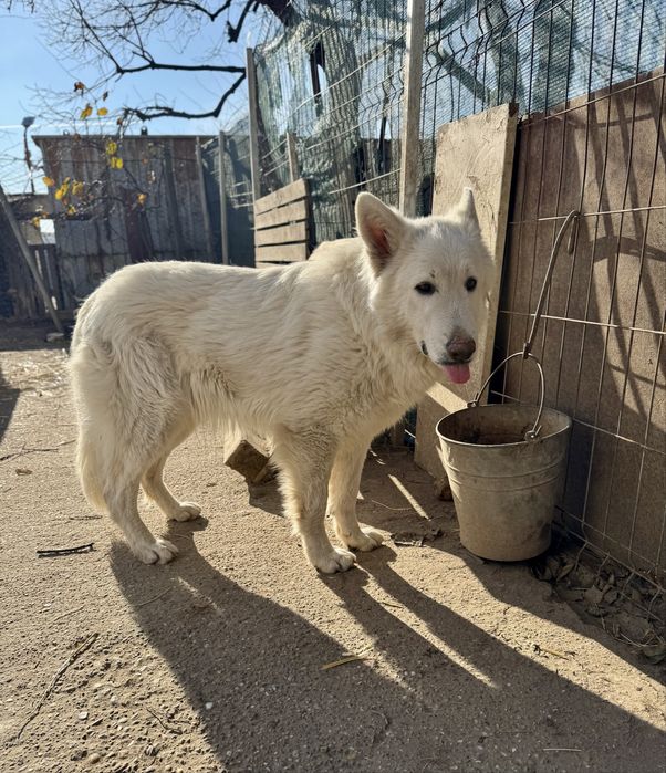 Mascul Ciobanesc Alb Elvetian cu Pedigree