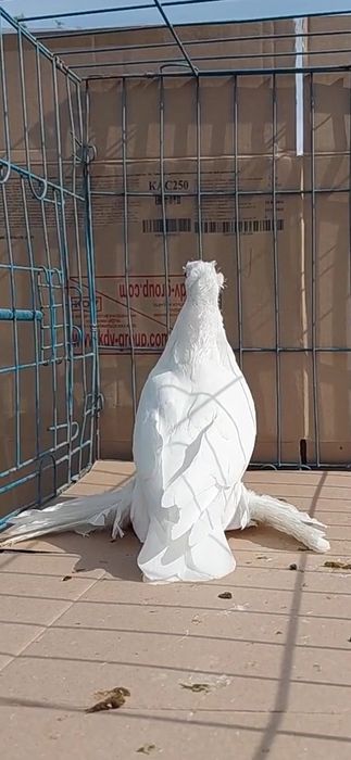 Голуби игровых кровей