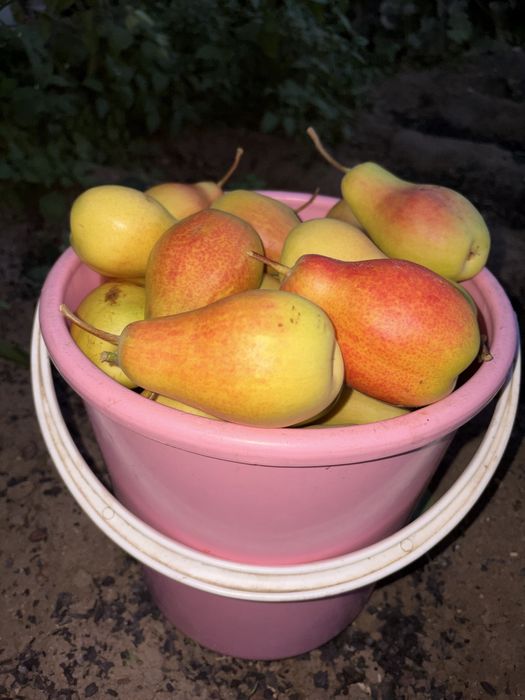 Продам сладкие груши !