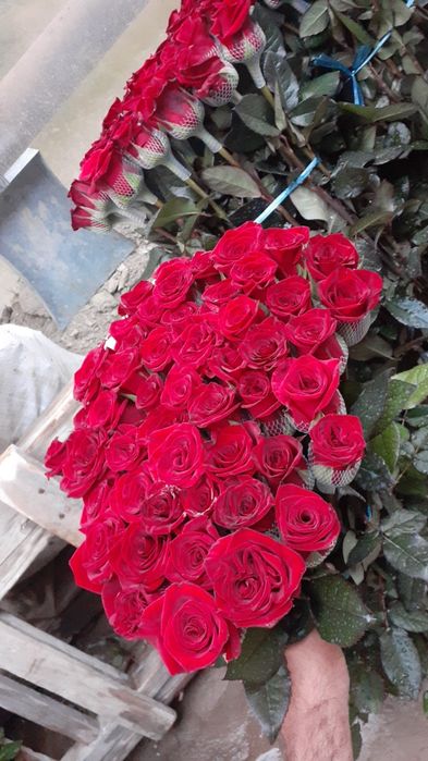 Atirgul ko'z ko'chatllariga zakaz olamiz Optom