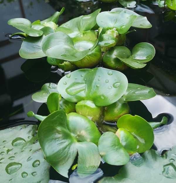 vand set de 15 zambile de apa sau salate de de apa - Pistia