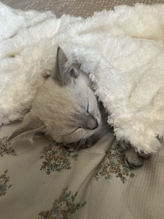 Отдам котёнка в добрые руки