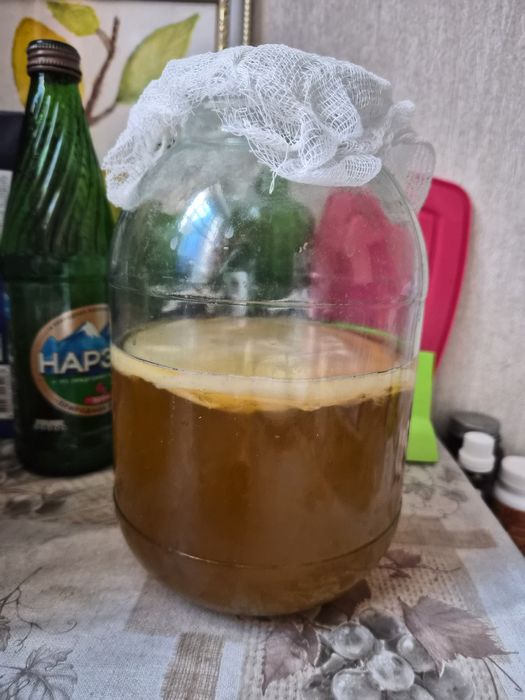 Чайный гриб камбуча