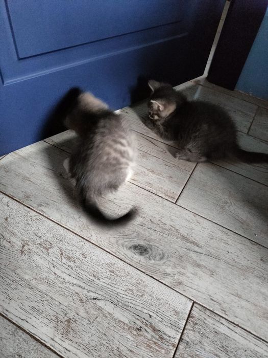 Отдам милых котят