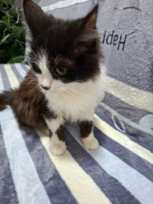 Отдам кота в добрые ,хорошие руки